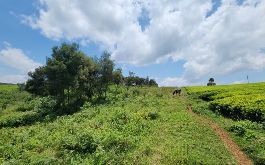 Limuru Girls School Tigoni Land