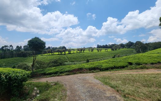 Limuru Girls School Tigoni Land