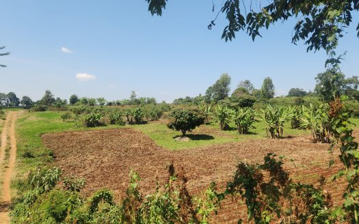 Tigoni Plot