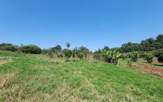 Tigoni Plot
