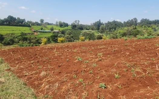Tigoni Plot