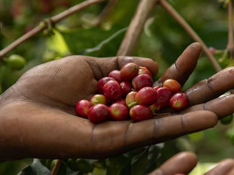 coffebeans
